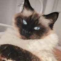 тот кот в MAX