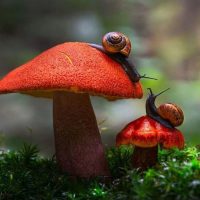 ГРИБНИКИ ПОДМОСКОВЬЯ в MAX