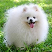 Собаки. Собачки. Песики. Животные. Кошки. Котики. Коты. Домашние. Милые. Пушистики. Классные. Смешные. Видео. Фото. Котята. Щеночки щенки юмор приколы видео фото шпиц зверьки  интересные любимые в MAX