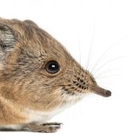 слоновый прыгунчик в MAX