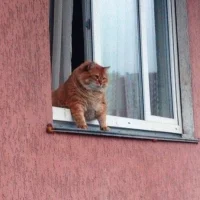 то сё мусё в MAX