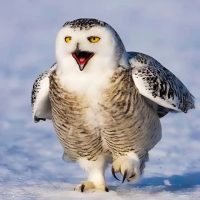 СОВА СКАЗАЛА в MAX