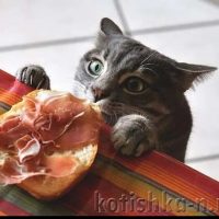 Людмила Плеханова готовим вместе. Еда в MAX