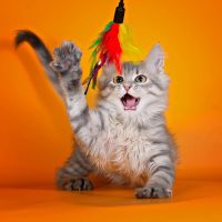 Тысячи кошек и их Оля (Кошки в поисках дома СПб) в MAX