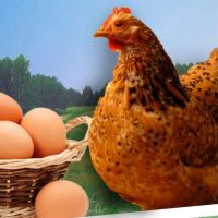 Птицеводство☭ в MAX