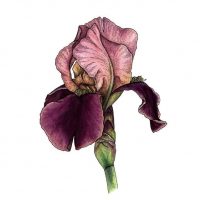 Екатерина Казакова - акварель и графика линерами в MAX