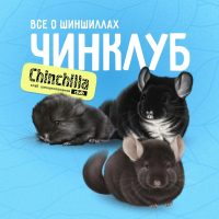 ЧинКлуб - всё о шиншиллах в MAX