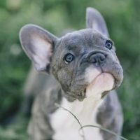 Французский бульдог. Щенки. Продажа в MAX