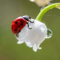 Юлия Зельвинская | Стихи для души в MAX