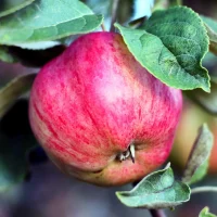 Сад, огород, наука и ... лень в MAX