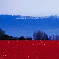 Россия Молодая в MAX