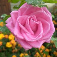 Иришкины рассказы в MAX