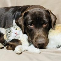 Оскар и Плюша в MAX