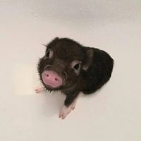 Клуб любителей хрюш. Мини-пиги, свинки-поросята в MAX