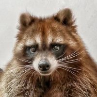 Енот Торнадо | Энциклопедия животного Мира в MAX