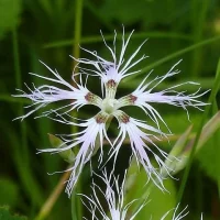 Школа Травоведа (Съедобные дикоросы) в MAX