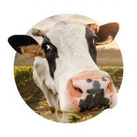 Ветеринария и зоотехния КРС в MAX