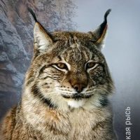 Ивановский зоологический парк / Ivanovo Zoo в MAX