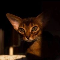 Абиссинские кошки Москва в MAX