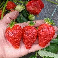 Клубника-СТ в MAX