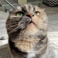 Кошка.ru в MAX