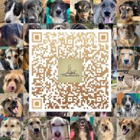 КРОО помощи приюту «Тимвилль» в MAX