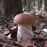 Грибы России в MAX