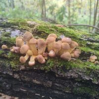 Воронежские грибники в MAX