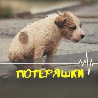 Потеряшки КЕМЕРОВО в MAX