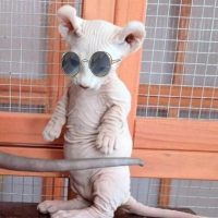 Живые животные природы и коты в MAX