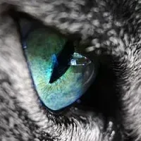 Истории о животных в MAX