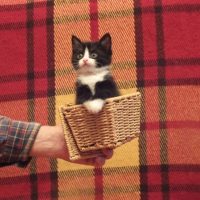 Котики-накотики      коты/кошки/домашние животные /любимцы в MAX