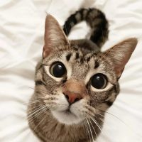 Животные|Юмор в MAX