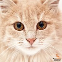 Приют «Муркоша» в MAX