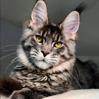 Мейн-куны из Kotoamatsukami в MAX