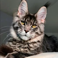 Мейн-куны из Kotoamatsukami в MAX