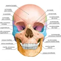 Анатомия в MAX
