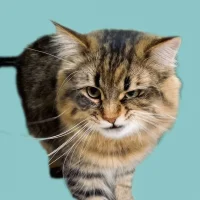 Котейкин в MAX