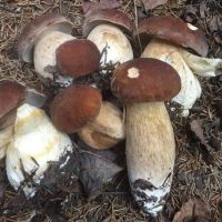 Грибы и рыбалка в Подмосковье в MAX