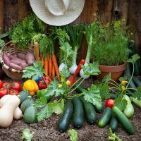 Садовые секреты в MAX