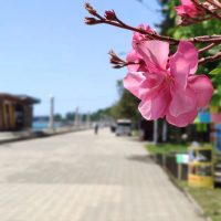 Abkhazia Open в MAX