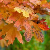 Газета Великолукского района "НАШ ПУТЬ" в MAX