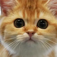 Любимые питомцы в MAX