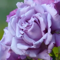 Тихий уголок моей души в MAX