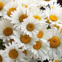 СТИЛЬНЫЕ ОТКРЫТКИ в MAX