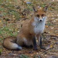 Прекрасная Кёнигсбергщина в MAX