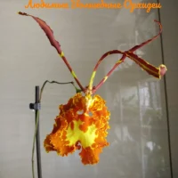 Любимые Волшебные Орхидеи Favorite Magic Orchids в MAX