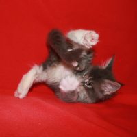 Жизнь с Мейн-Куном в MAX