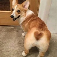 corgi в MAX