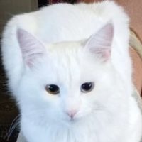 Носаль Николай в MAX